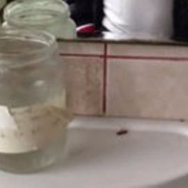 Ploieşti: Gândaci filmaţi în baia Spitalului de Pediatrie. Direcţia de Sănătate Publică face verificări