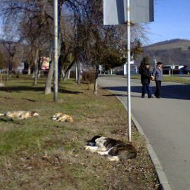 Câinii vagabonzi au invadat străzile din Orșova