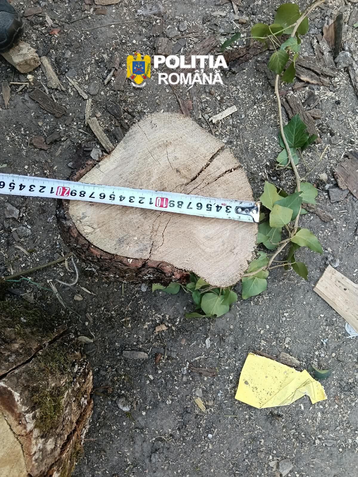 Percheziție în Grozești într-un dosar de tăiere ilegală și furt de arbori. Peste 2 metri cubi de lemn, ridicați de polițiști
